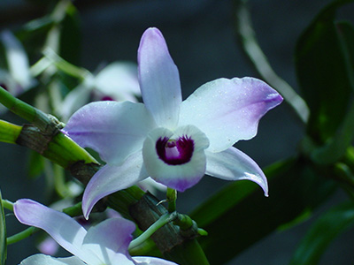 Orquidea Misionera